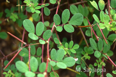 Indigofera glabra